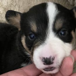 Girl 2 - Cardigan Welsh Corgi puppy in Temecula, California from Kirstin Booth