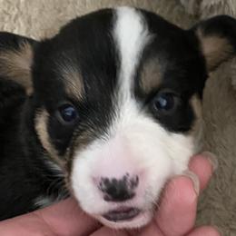 Girl 2 - Cardigan Welsh Corgi puppy in Temecula, California from Kirstin Booth