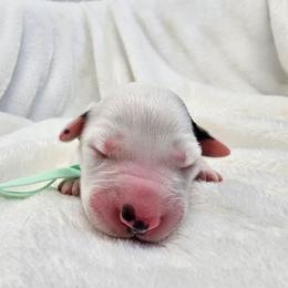 Teal - White and black female Dalmatian puppy in Gray, Georgia from Fuller Spots
