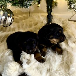 Fortune - Black and mahogany male Rottweiler puppy in Brazil, In, Indiana from Lazy A Ranch & Kennels