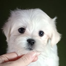 Companion Cross, Maltese, and Maltipoo Puppies from Seeking Shalom Acres Maltese, Maltipoos & Havamalts