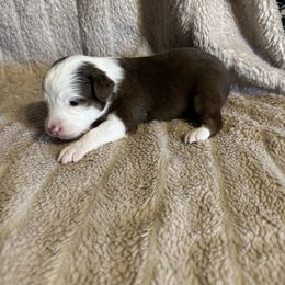 Red Tri - Red tri male Toy Australian Shepherd puppy in Stephenville, Texas from Rockin J Lil Aussies