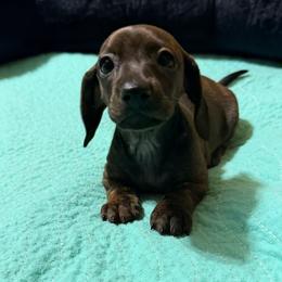 Brindle Girl 2 - Brindle female Dachshund puppy in Fayetteville, North Carolina from Army of Dachshunds
