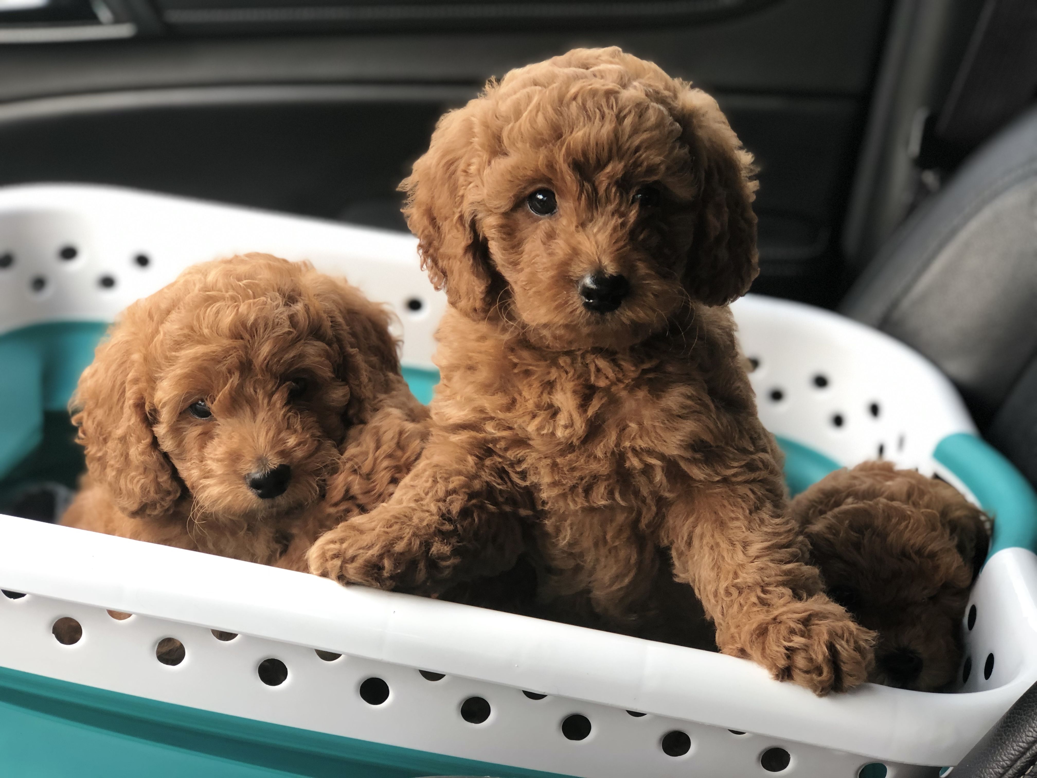 Raising Puppies: The First 2 Weeks - Timberidge Goldendoodles