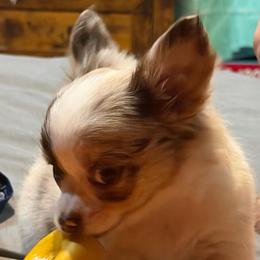 Stuart - Merle male Chihuahua puppy in Seneca, Missouri from Stephanie’s Puppy Colony