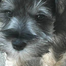 Miniature Schnauzers from Hobby Breeder