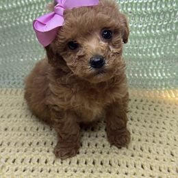 Bella girl 1 - Apricot female Poodle puppy in Berea, Kentucky from Blair’s Furry Friends