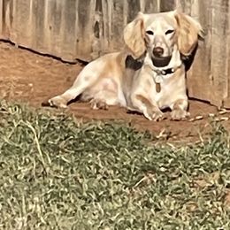 Dachshunds from Kaci M