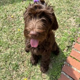 Goldendoodle All Grown Up from Twilight Doodles