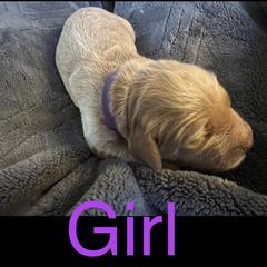 Girl 2 - Double Doodle puppy in Rancho Cordova, California from Funny Farm Doodles