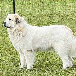 Fiona - Great Pyrenees