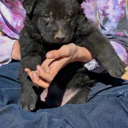 Violet - Black female German Shepherd puppy in Luna, New Mexico from Von De León German Shepherds