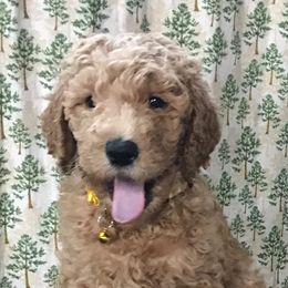 Goldendoodle Puppies from Merry R Goldendoodles