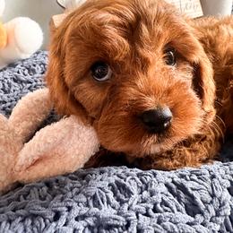Cavalier King Charles Spaniel, Cavapoo, and Poodle Puppies from Pixie Dust Cavaliers