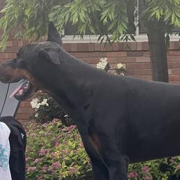 Doberman Pinschers from Joselyn James