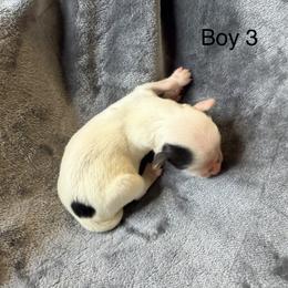 Harvey (Boy 3) - Black tan and white male Biewer Terrier puppy in Las Cruces, New Mexico from De La Rosa Biewers