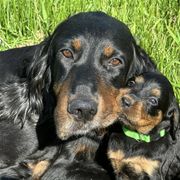 Gordon Setters from Jodi's Kennel