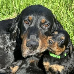 Gordon Setters from Jodi's Kennel