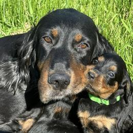 Gordon Setters from Jodi's Kennel
