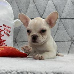Noelle - Cream female French Bulldog puppy in Tulsa, Oklahoma from EvergreenEliteKennel