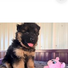 Harper- Girl 2 - Black and red female German Shepherd puppy in Watervliet, Michigan from Von Kingsburg Shepherds