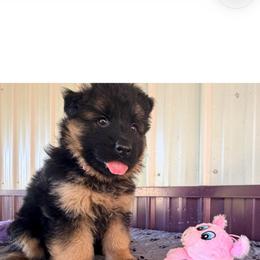 Harper- Girl 2 - Black and red female German Shepherd puppy in Watervliet, Michigan from Von Kingsburg Shepherds