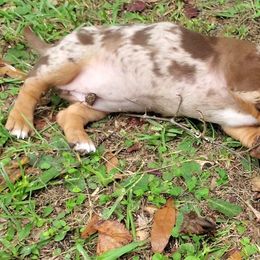 Dachshund Puppies from Newbern's Nuggets