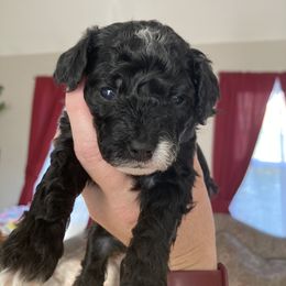 Cavapoo and Poodle Puppies from Mumma’s Standard Poodles