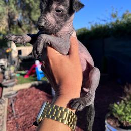 Boy 1 - Black male Xoloitzcuintli puppy in Lakeview, California from Xchaman Xoloitzcuintli