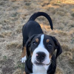 Grey collar boy - Black, white and red male Greater Swiss Mountain Dog puppy in Oregon City, Oregon from Runamuck's Greater Swiss Mountain Dogs