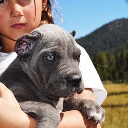 Girl 2 - Gray brindle female Cane Corso puppy in Emmett, Idaho from NorthWood’s Cane Corso