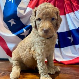 Benny - Apricot male Goldendoodle puppy in De Land, Florida from Rezapour Doodle Estate