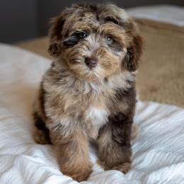 Bullseye - Merle male Schnoodle puppy in Grove, Oklahoma from Grand Lake Poodles & Doodles