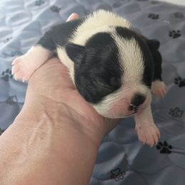 Boy 2 - Black and white male Boston Terrier puppy in Canmer, Kentucky from Hiser's Bluegrass Bostons