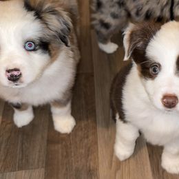Tiramisu - Girl 4 - Red tri female Miniature Australian Shepherd puppy in Massapequa, New York from All That Auss Mini Aussies