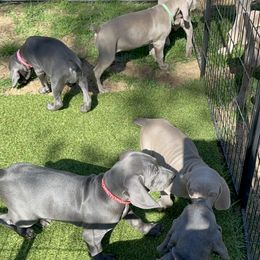 Weimaraner Puppies from Meadow Ridge Weims and Danes
