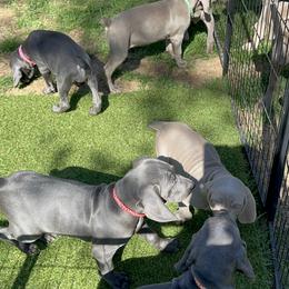 Weimaraner Puppies from Meadow Ridge Weims and Danes