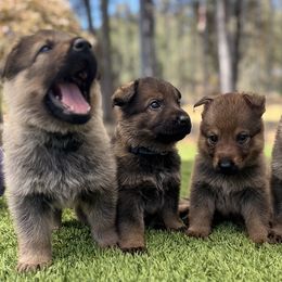German Shepherd Puppies from Elite Haus K9