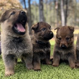 German Shepherd Puppies from Elite Haus K9