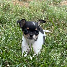 Siren AKC - Black and white female Chihuahua puppy in Seneca, Missouri from Stephanie’s Puppy Colony