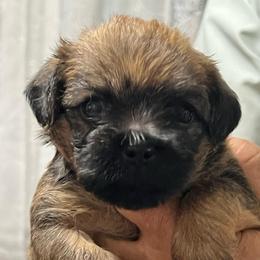 Olivia - Black and tan female Brussels Griffon puppy in Easley, South Carolina from Full of Shih Tzus