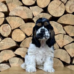 Black tri - Black white and tan male Cocker Spaniel puppy in Oregon from Doc's Cockers