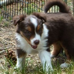 Tillie- the little engine that could - Red tri-color Miniature American Shepherd puppy in Colorado from Mountain Cross Minis
