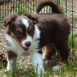 Tillie- the little engine that could - Red tri-color Miniature American Shepherd puppy in Colorado from Mountain Cross Minis