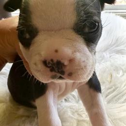 Boy one - Black brindle and white male Boston Terrier puppy in Georgia from KD’s K9 Oasis