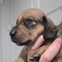 Maevis's red or cream smooth boy - Red male Dachshund puppy in Declo, Idaho from Dozendachs