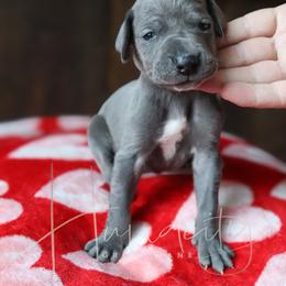 Tilly - Blue female Great Dane puppy in Denison, Texas from Hundeity Great Danes