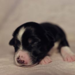 Miniature Australian Shepherd Puppies from Garay Mini Aussies