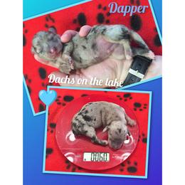 Dapper Dude - Dapple male Dachshund puppy in Grove, Oklahoma from Dachs on the lake