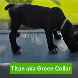 Green Collar (Titan) -Strong, powerful, confident, and naturally driven to lead - Black male Cane Corso puppy in Texas from Jolaw Kennel